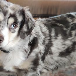 Miniature Australian Shepherds and Toy Australian Shepherds from Rocky Hill Aussies