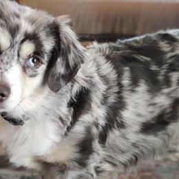 Miniature Australian Shepherds and Toy Australian Shepherds from Rocky Hill Aussies