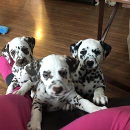 Beagle and Dalmatian Puppies from Dreamworks Dalmatians