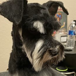 Bo - Miniature Schnauzer