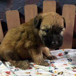 Male spot 1 - Wheaten male Soft Coated Wheaten Terrier puppy in Gladewater, Texas from Felicias Swheaties