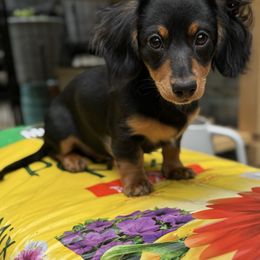 Izzy - Dachshund