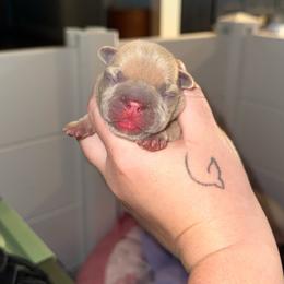 Blue - Liver male French Bulldog puppy in Plainview, Texas from The Kings Ransom French Bulldogs