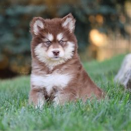 Summer - Red and white female Alaskan Malamute puppy in Spokane, Washington from Asgard Wooly Malamutes