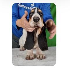 Basset Hound Puppies from Kling’s serendipity Bassets