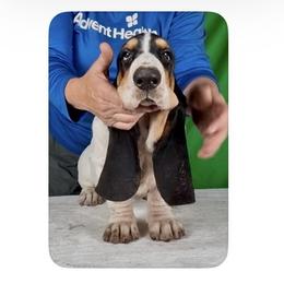 Basset Hound Puppies from Kling’s serendipity Bassets