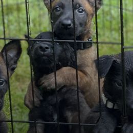 Belgian Malinois Puppies from Battle Road K9