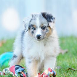 Australian Shepherd and Miniature Australian Shepherd Puppies from Aislin Fields