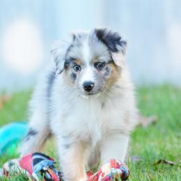 Australian Shepherd and Miniature Australian Shepherd Puppies from Aislin Fields