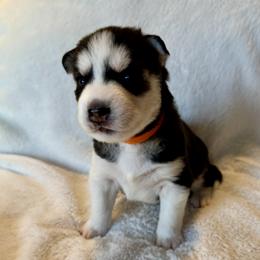 Bailey (Orange) - Black and white female Siberian Husky puppy in Ellijay, Georgia from Appalachian Siberians LLC