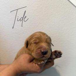 Tide - Dark golden male Golden Retriever puppy in Victorville, California from Martinez Goldens