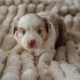 Vita - Red merle female Miniature American Shepherd puppy in Fresno, California from Alpine Tails