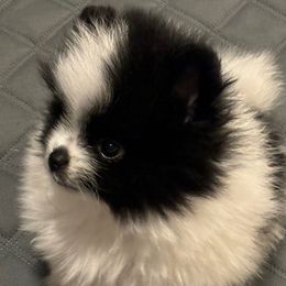 Mozart    (Mozy) - Black parti male Pomeranian puppy in Palatka, Florida from Sugarland Pomeranians