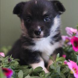 Drizzle - Black and tan female Pembroke Welsh Corgi puppy in Plains, Montana from Diamond Corgis