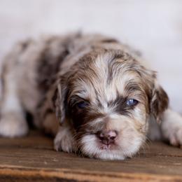 Marble - Red merle male Aussiedoodle puppy in Roebuck, South Carolina from Dani's Dandy Doodles
