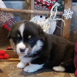 Pembroke Welsh Corgi Puppies from The Clever Corgi