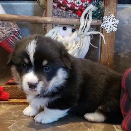 Pembroke Welsh Corgi Puppies from The Clever Corgi