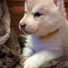 Merika - Red and white female Siberian Husky puppy in Caribou, Maine from Northlane Siberians