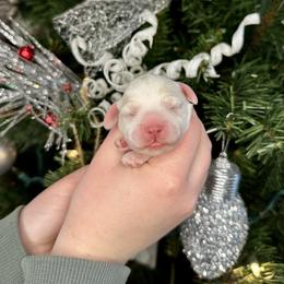 Drummer - Buff and white male Cockapoo puppy in Rolla, Missouri from Diamond K
