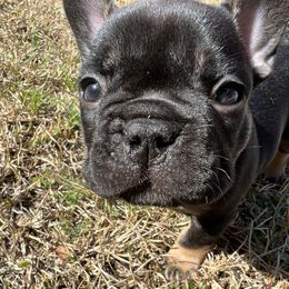 French Bulldog Puppies from Stratton Kennel
