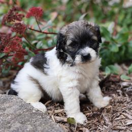 Bette - Wheaten female Whoodle puppy in West Bend, Iowa from Blue Skies Terriers