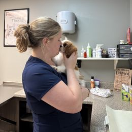 Cavalier King Charles Spaniel Puppies from Reynolds Farms Cavaliers