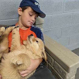 Australian Shepherd and Golden Retriever Puppies from Happy Valley Farms