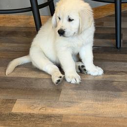 Golden Retriever and Poodle Puppies from Clementi Pearl Golden and Poodle