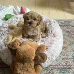 Cavapoo All Grown Up from K & T Cavapoo