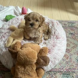 Cavapoo All Grown Up from K & T Cavapoo