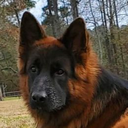 Xavi - German Shepherd