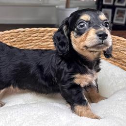 Oliver - Black and tan male Dachshund puppy in Wallingford, Kentucky from Hensley Homestead Dachshunds