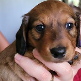 Dachshund and Miniature Australian Shepherd Puppies from Kelsey Humphrey
