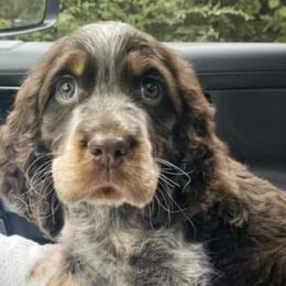 English Springer Spaniel Puppies from Aspen Park Springers