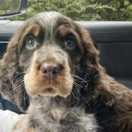 English Springer Spaniel Puppies from Aspen Park Springers