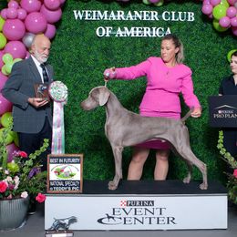 Dude - Weimaraner