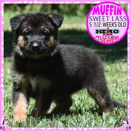 SWEET MUFFIN - Black and tan female German Shepherd puppy in Murrieta, California from Diamond Oaks German Shepherds