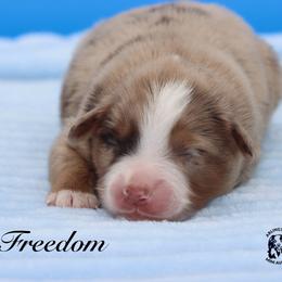 Freedom - Red merle male Miniature Australian Shepherd puppy in Weeki Wachee, Florida from Arlington's Mini Aussies