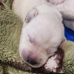 White Lab Pup Girl - Yellow female Labrador Retriever puppy in Arizona from Lily's White Labs