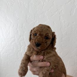Cockapoo Puppies from Taryn Smith