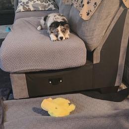 Miniature Australian Shepherd and Toy Australian Shepherd Puppies from Loyal Litters Toy Australian Shepherds