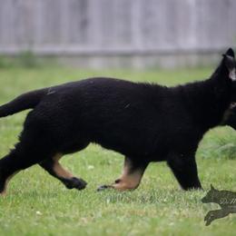German Shepherd Puppies from Di Massimo Canile