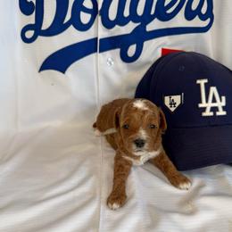 Mookie - Red male Cavapoo puppy in South Jordan, Utah from Simply Sweet Paws. LLC