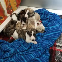 Boy 1 - male Whippet puppy in Shadow Hills, California from Cloverdale Whippets