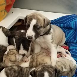 Boy 1 - male Whippet puppy in Shadow Hills, California from Cloverdale Whippets
