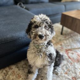 Bernedoodle and Goldendoodle All Grown Up from A.N.A. Doodles