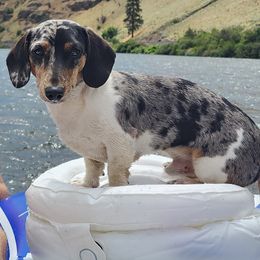 Toby - Dachshund