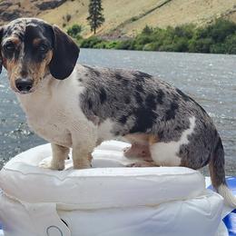 Toby - Dachshund