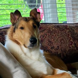 Rhyme - Collie