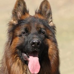 Jasper - German Shepherd